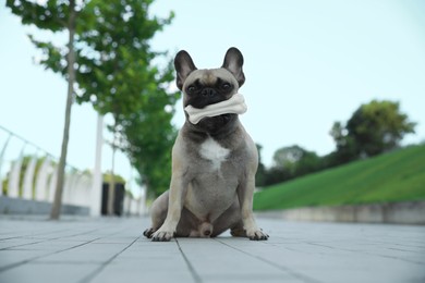 Photo of Cute French bulldog with bone treat outdoors. Lovely pet