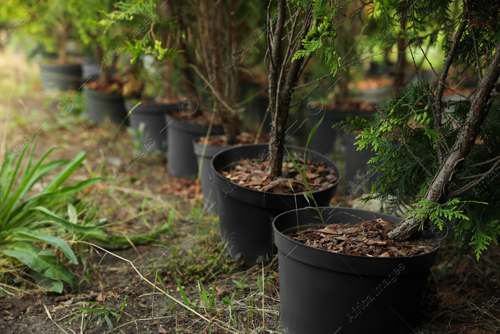 Photo of Thuja trees in pots. Planting and gardening