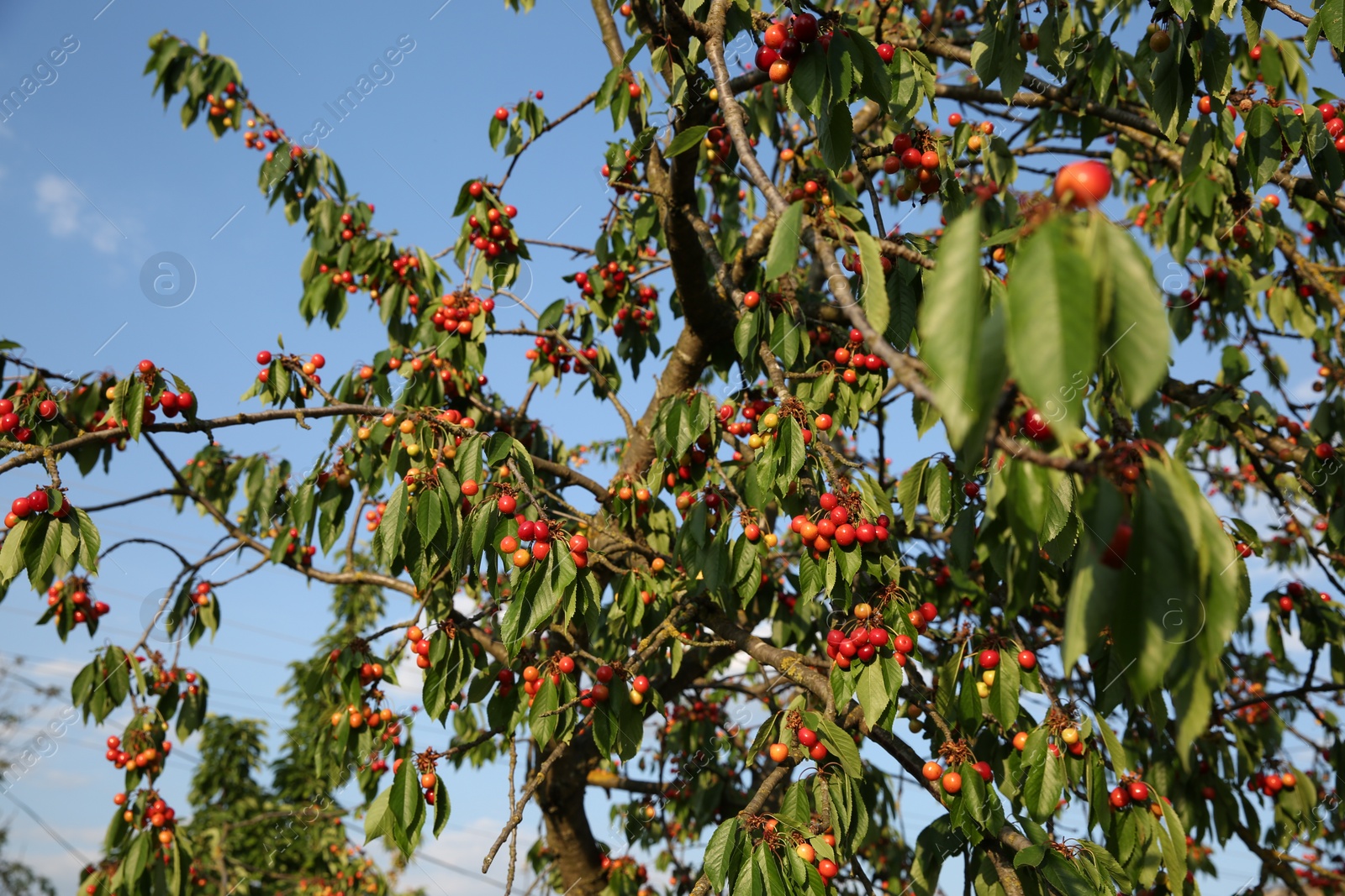 Photo of Cherry tree with green leaves and unripe berries growing outdoors