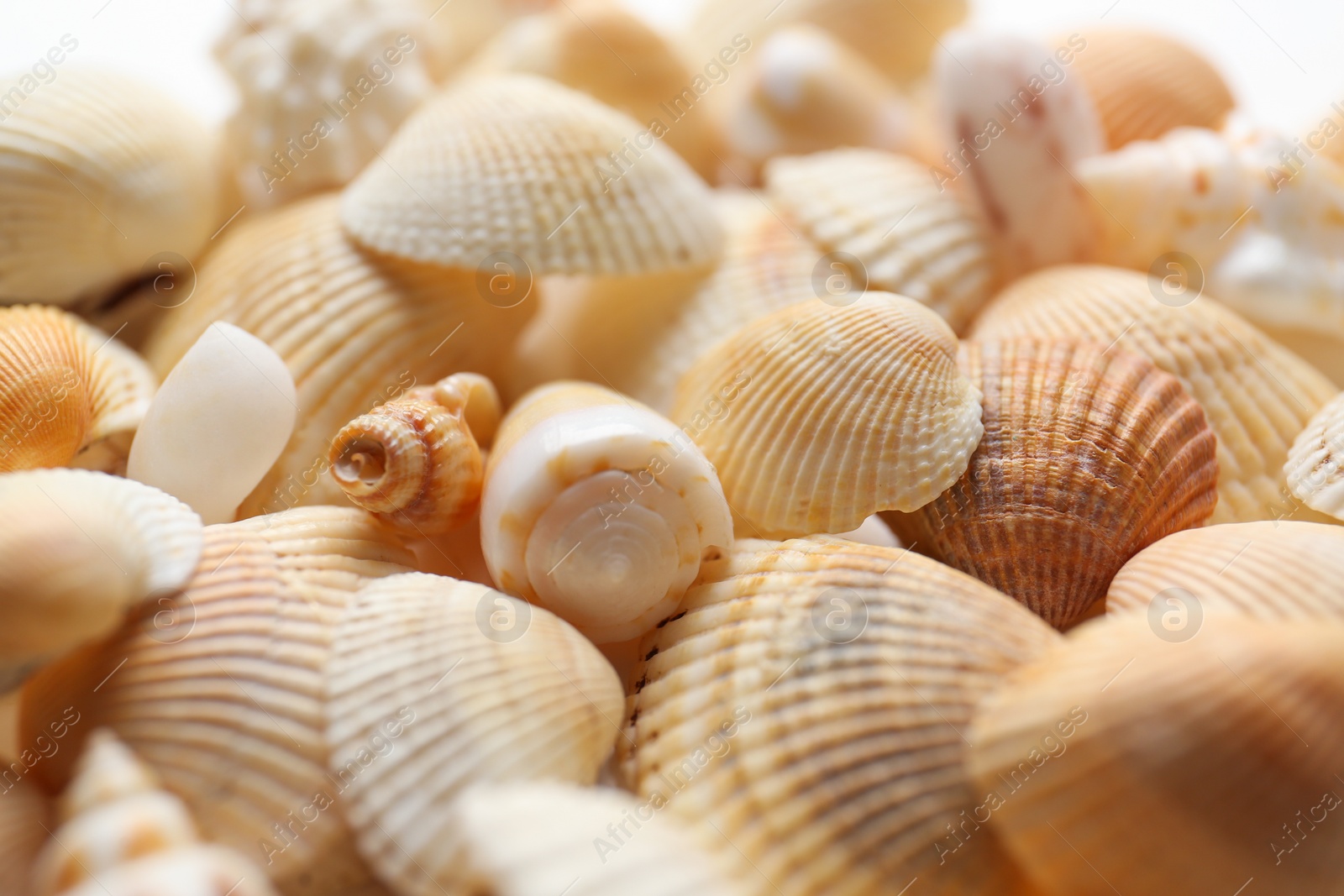 Photo of Many beautiful seashells as background, closeup view