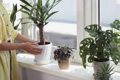 Photo of Woman taking care of potted houseplants on windowsill at home, closeup