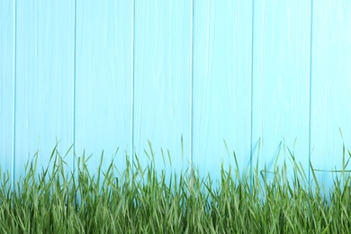 Photo of Fresh green grass near light blue wooden fence. Space for text