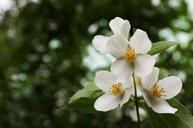 Photo of Closeup view of beautiful jasmine flowers outdoors. Space for text