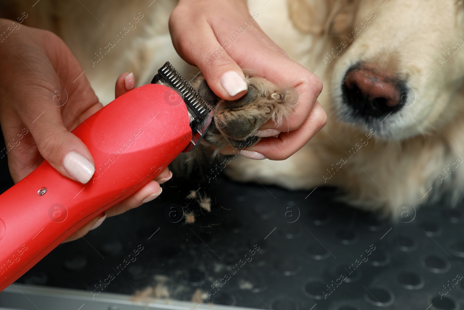 Photo of Professional groomer working with cute dog in pet beauty salon, closeup