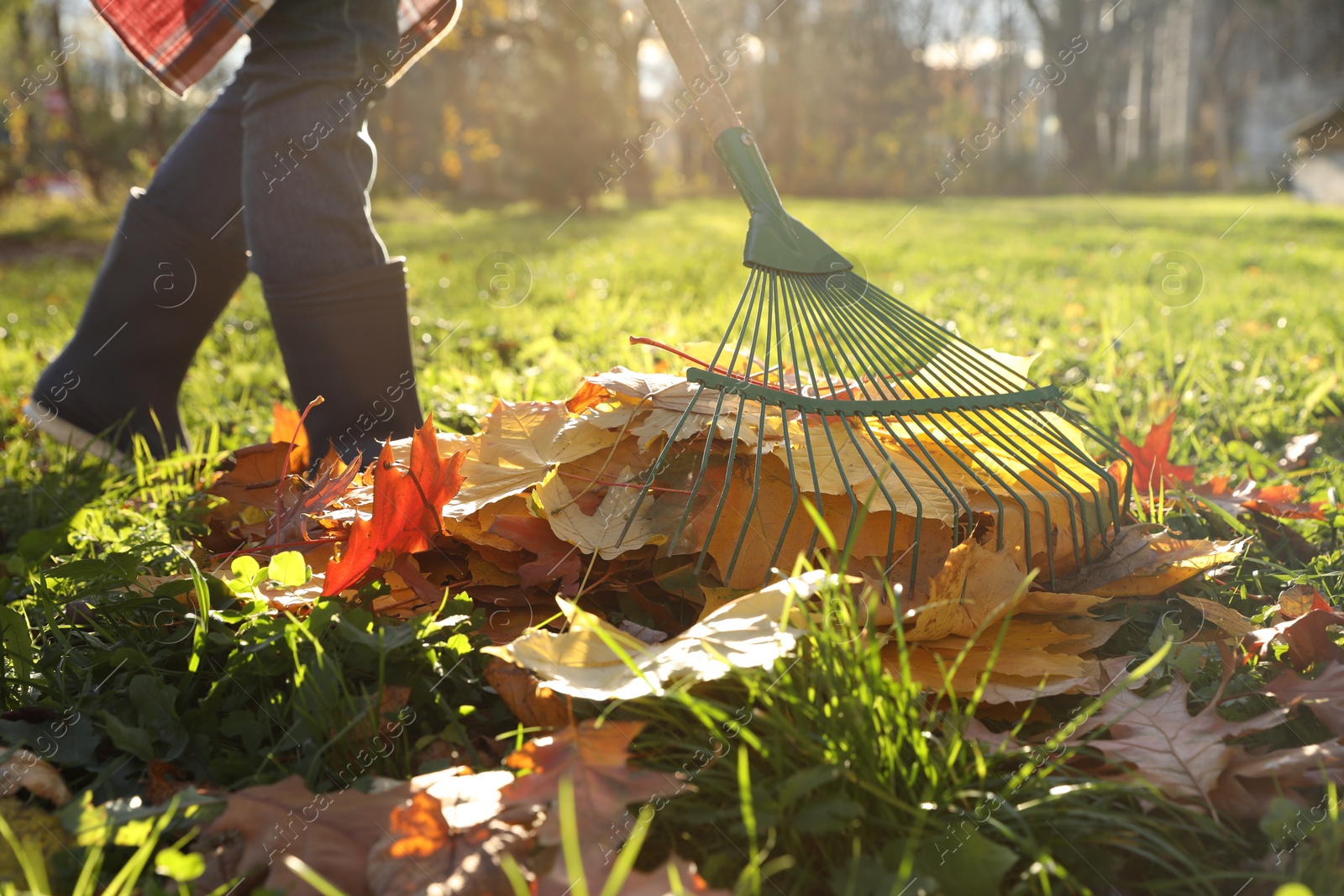 Photo of Woman raking fall leaves in park, closeup