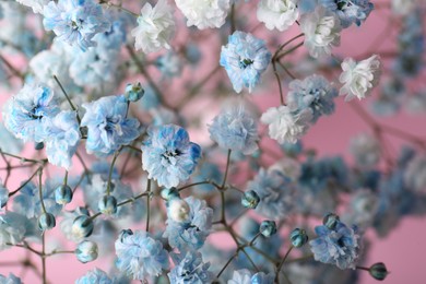 Photo of Beautiful dyed gypsophila flowers on pink background, closeup