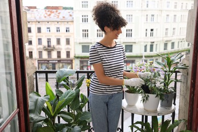 Photo of Young woman potting beautiful Ficus benjamina plant at table on balcony