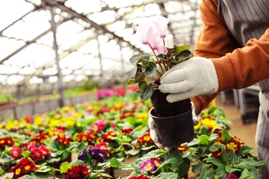 Photo of Man potting flower in greenhouse, closeup with space for text. Home gardening
