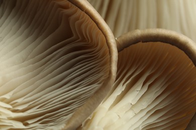 Photo of Fresh oyster mushrooms as background, macro view