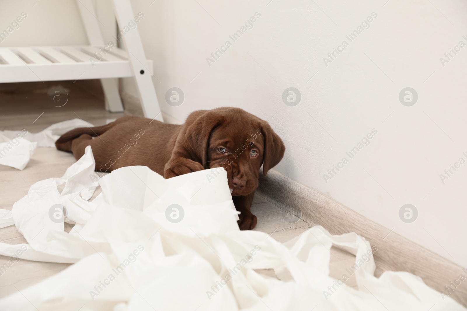 Photo of Cute chocolate Labrador Retriever puppy and torn paper on floor indoors