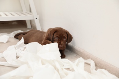 Photo of Cute chocolate Labrador Retriever puppy and torn paper on floor indoors