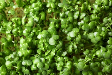 Sprouted arugula seeds as background, closeup view