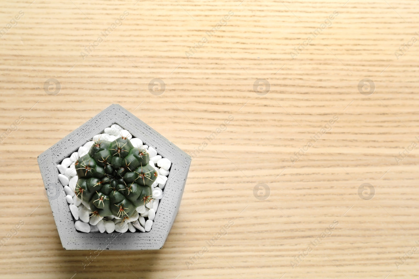 Photo of Beautiful succulent plant in stylish flowerpot on wooden background, top view with space for text. Home decor