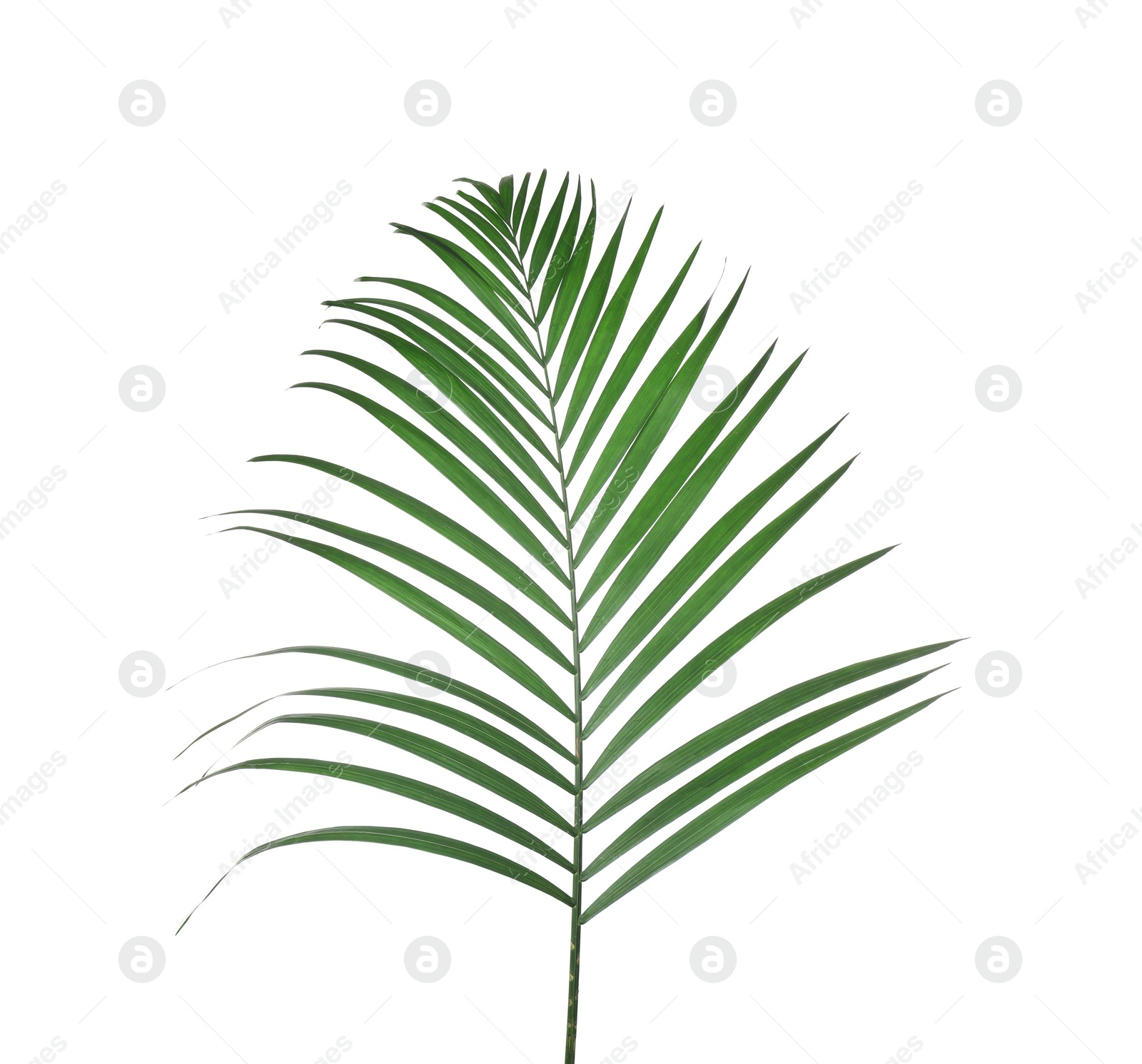 Photo of Beautiful lush tropical leaf isolated on white