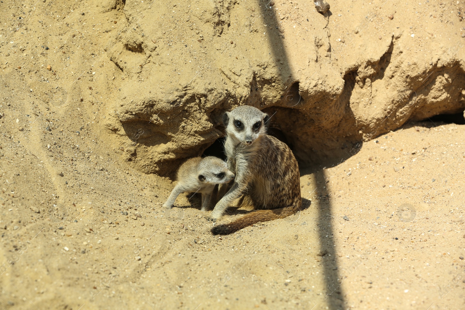 Photo of Cute meerkats at enclosure in zoo on sunny day