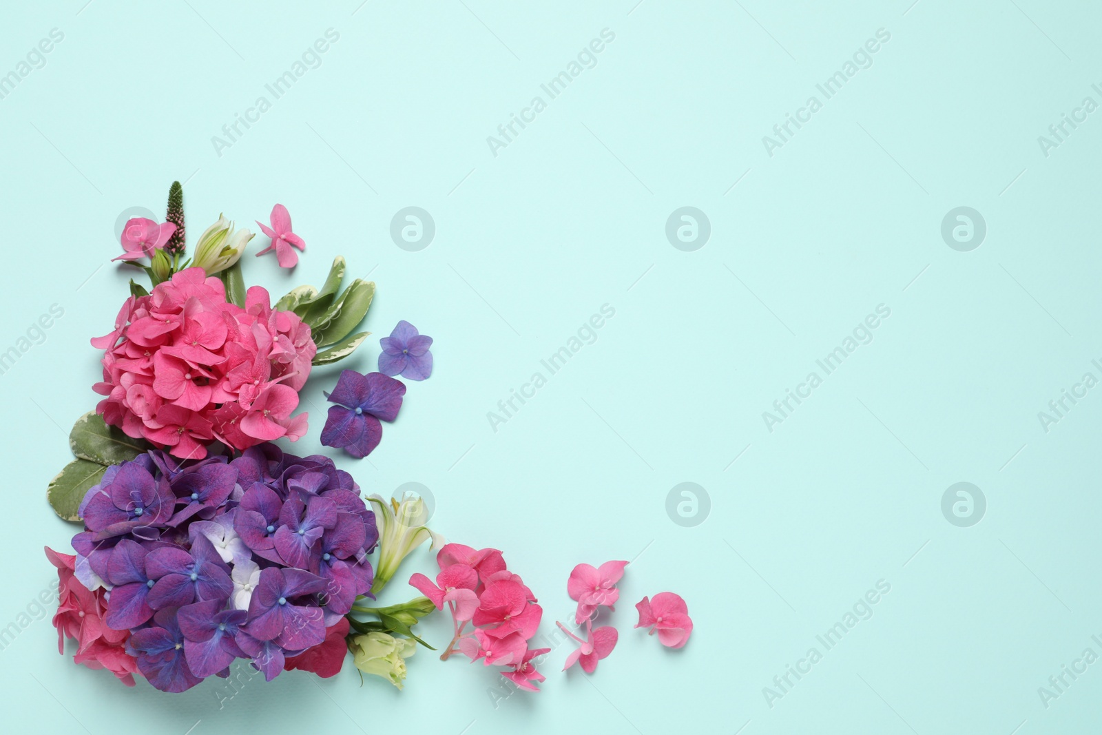 Photo of Beautiful hortensia flowers on turquoise background. Space for text