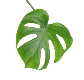 Photo of Green Monstera leaf on white background. Tropical plant