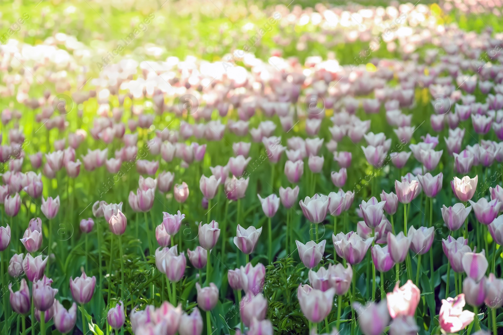 Photo of Blossoming tulips outdoors on sunny spring day