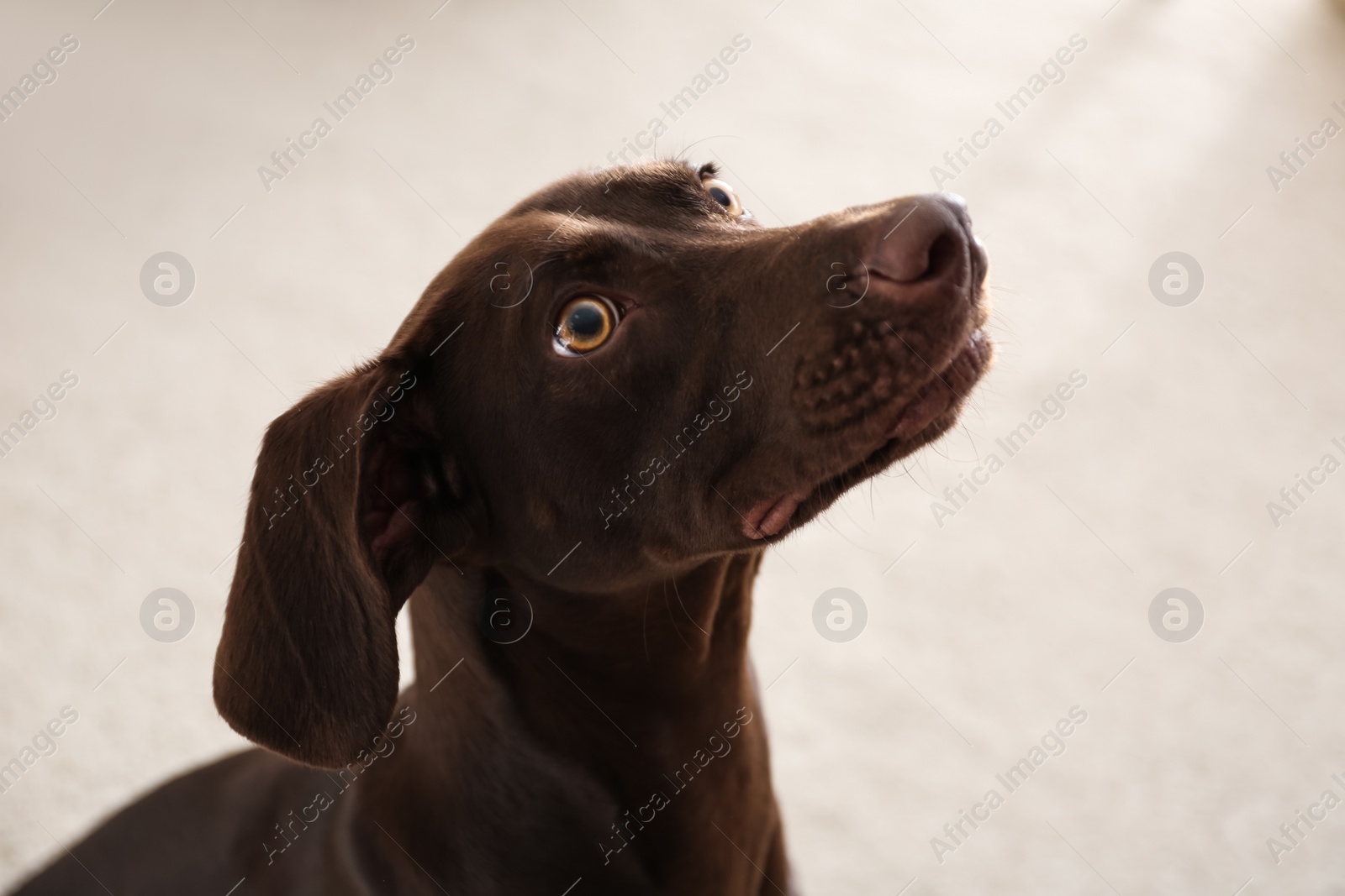 Photo of Beautiful brown German Shorthaired Pointer dog at home