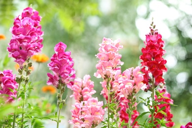 Beautiful spring flowers in garden on sunny day