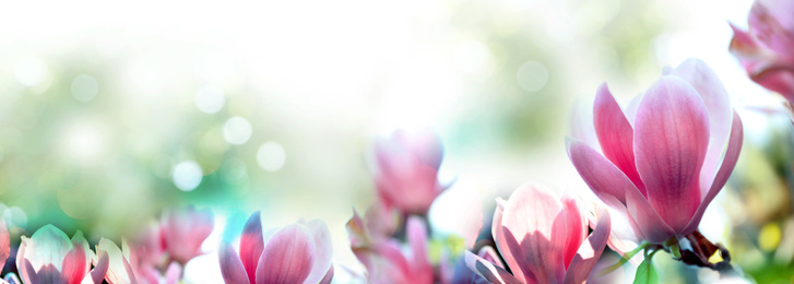 Image of Beautiful magnolia flowers, closeup. Amazing spring blossom