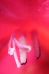 Photo of Beautiful pink Gladiolus flower as background, macro view