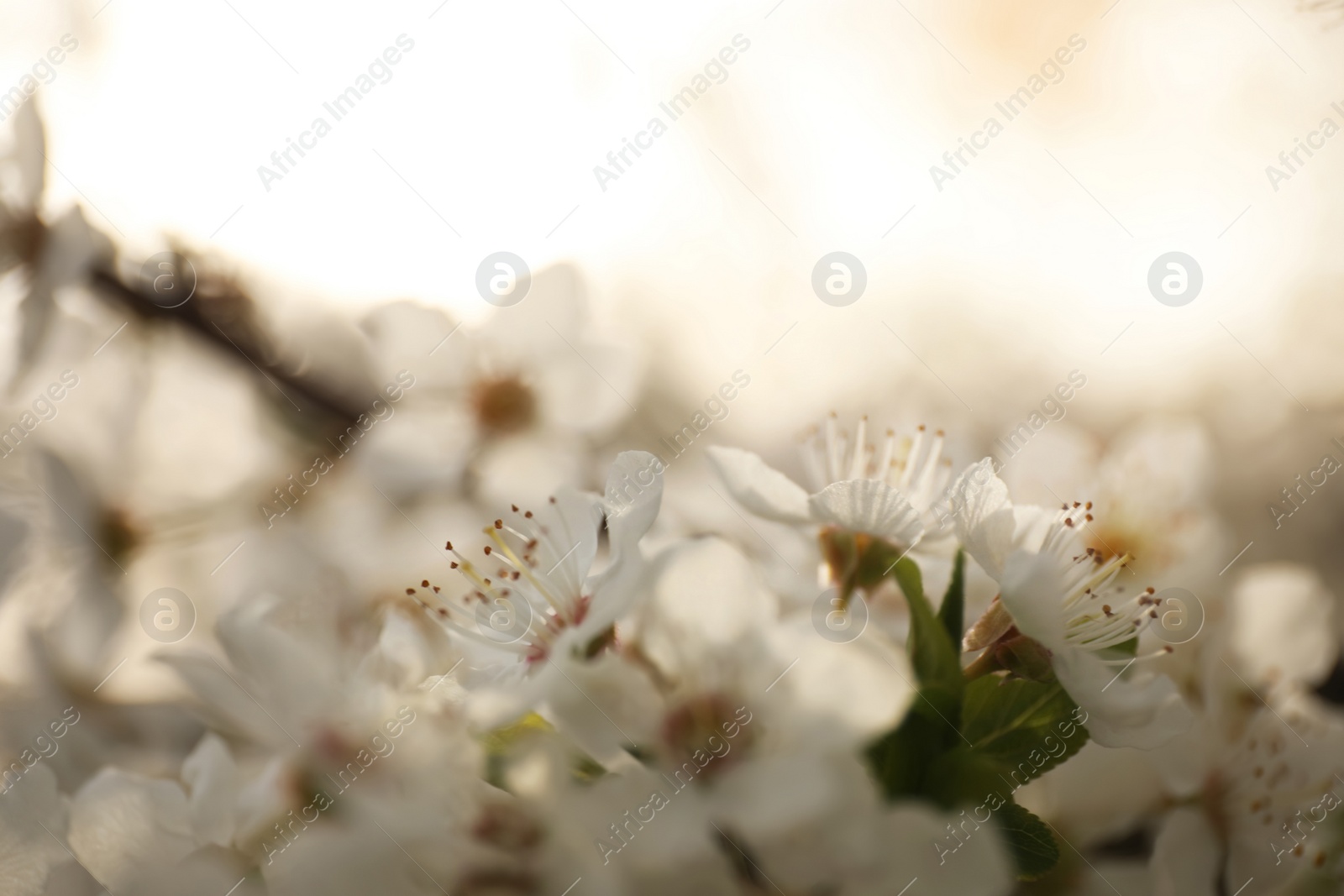 Photo of Closeup view of blossoming tree outdoors on spring day