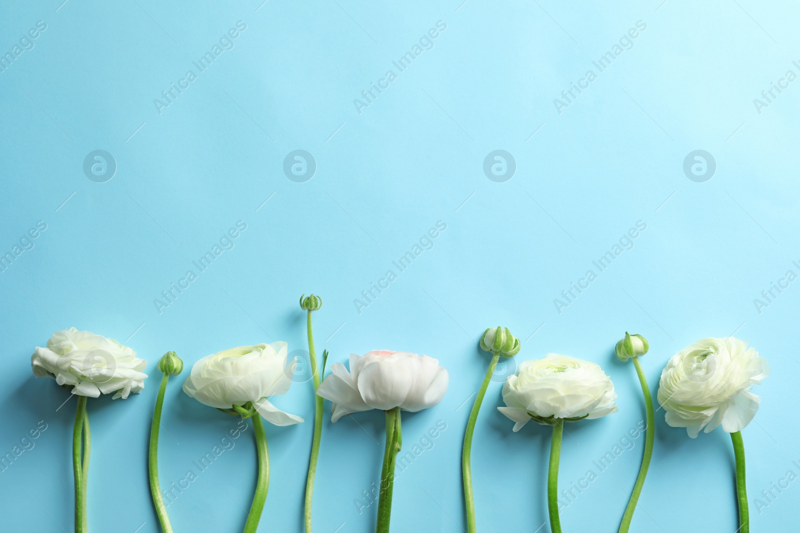 Photo of Beautiful ranunculus flowers on color background