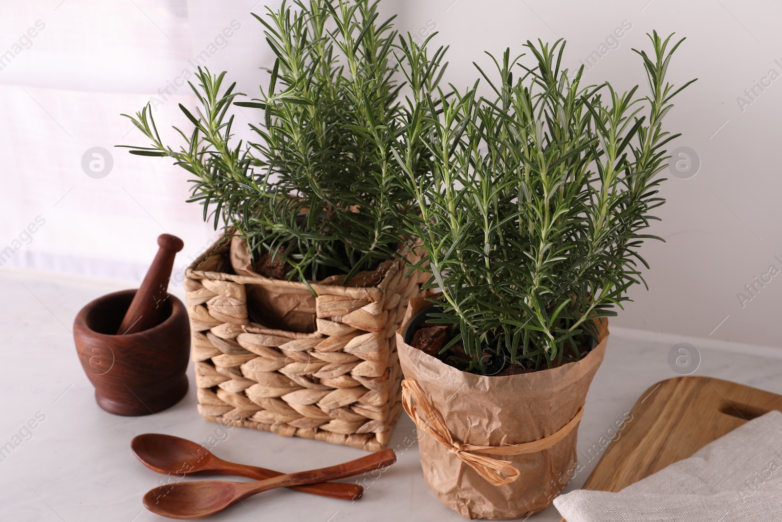 Photo of Aromatic green rosemary in pots and wooden spoons on white table