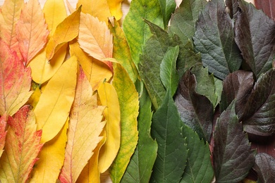 Colorful autumn leaves as background, top view