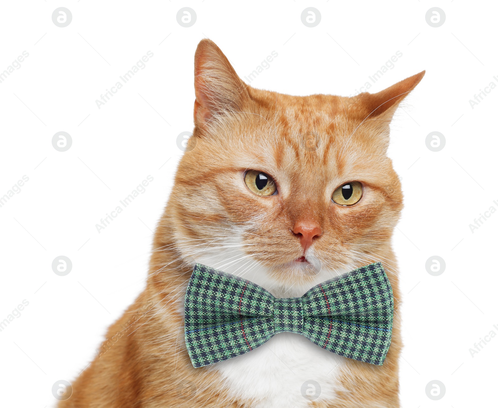 Image of Adorable red cat with bow tie on white background