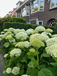 Hortensia plant with beautiful flowers growing outdoors