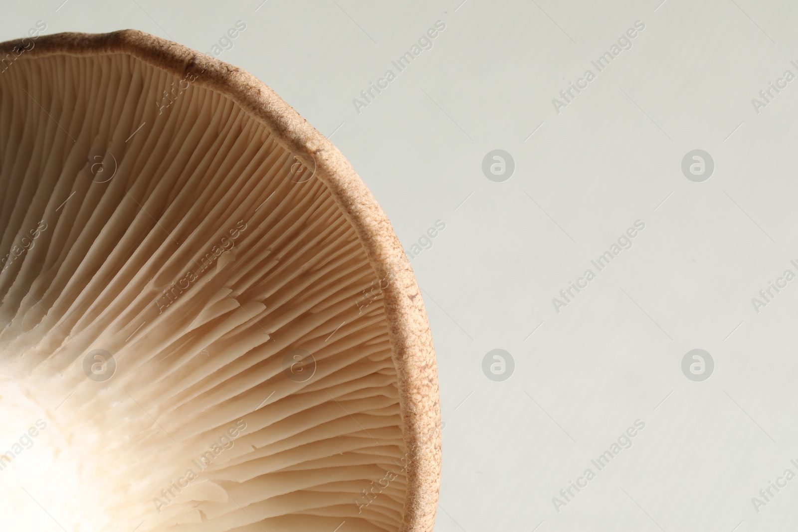 Photo of Macro photo of oyster mushroom on light grey background. Space for text