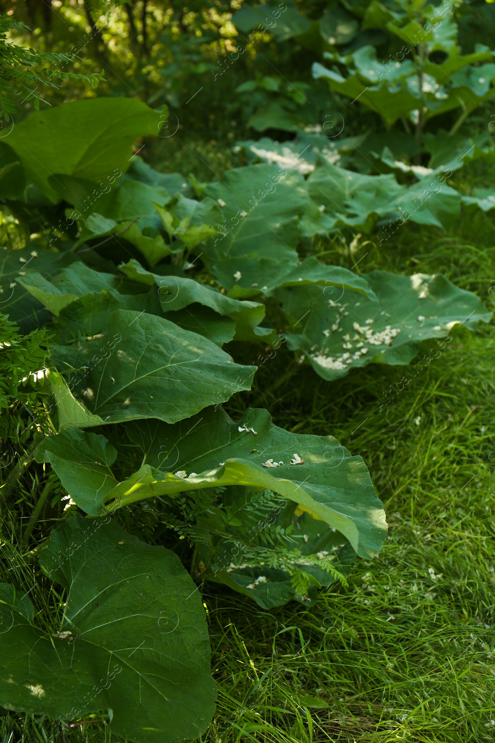 Photo of Burdock plant with big green leaves outdoors