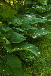 Burdock plant with big green leaves outdoors