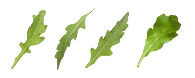 Set of green arugula leaves on white background. Banner design