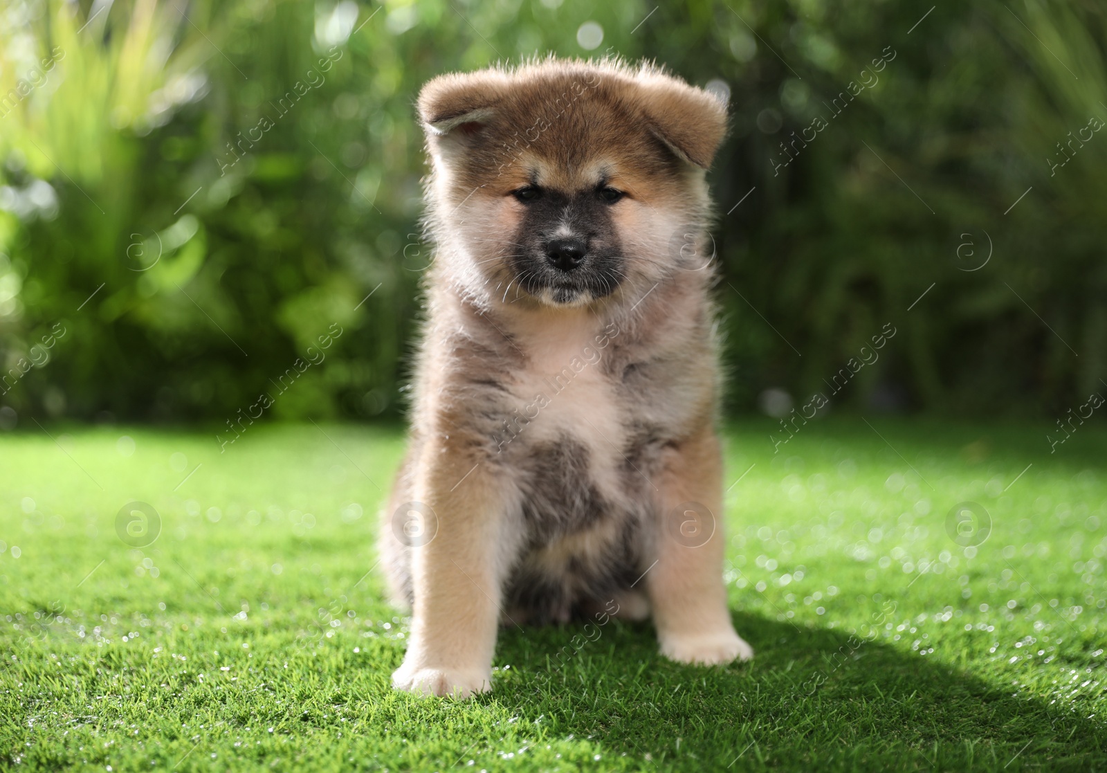 Photo of Adorable Akita Inu puppy on green grass outdoors