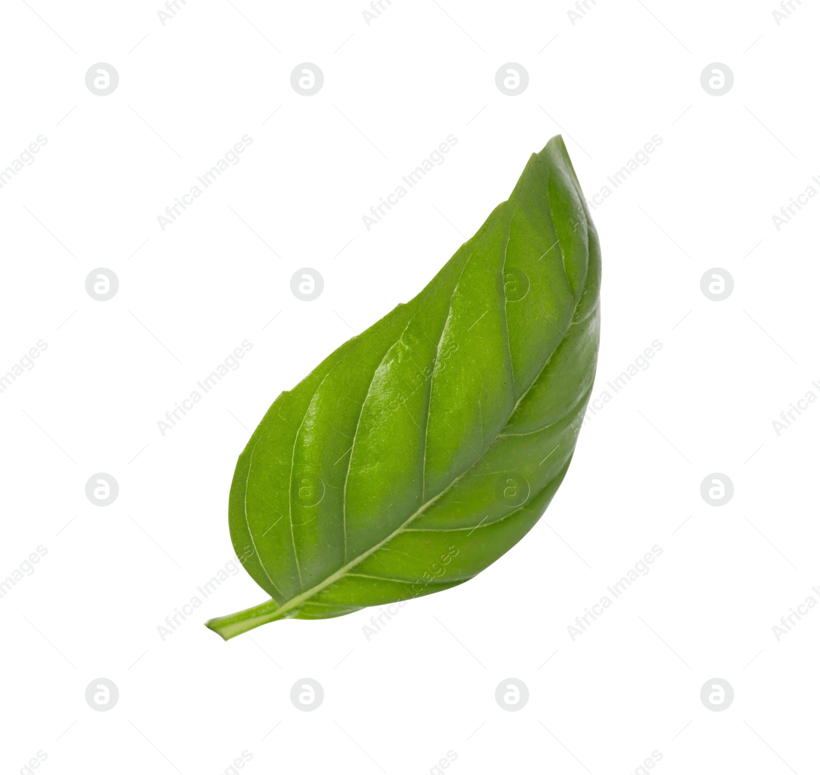 Photo of One green basil leaf isolated on white