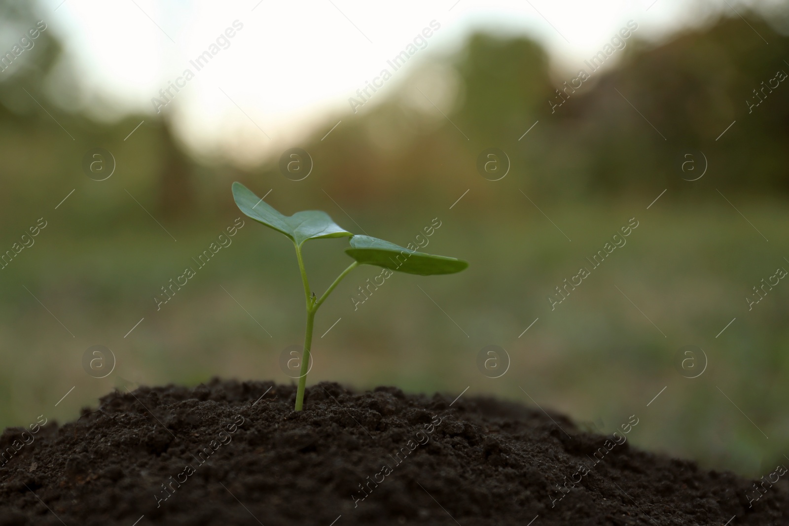 Photo of Beautiful young seedling growing in ground outdoors