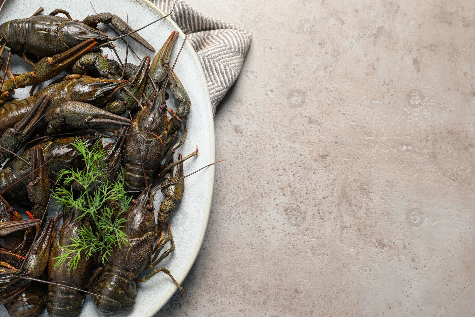 Photo of Fresh raw crayfishes with dill on light grey table, top view. Space for text