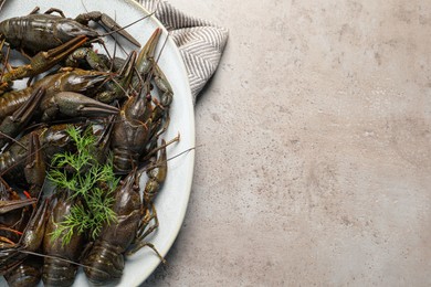 Fresh raw crayfishes with dill on light grey table, top view. Space for text