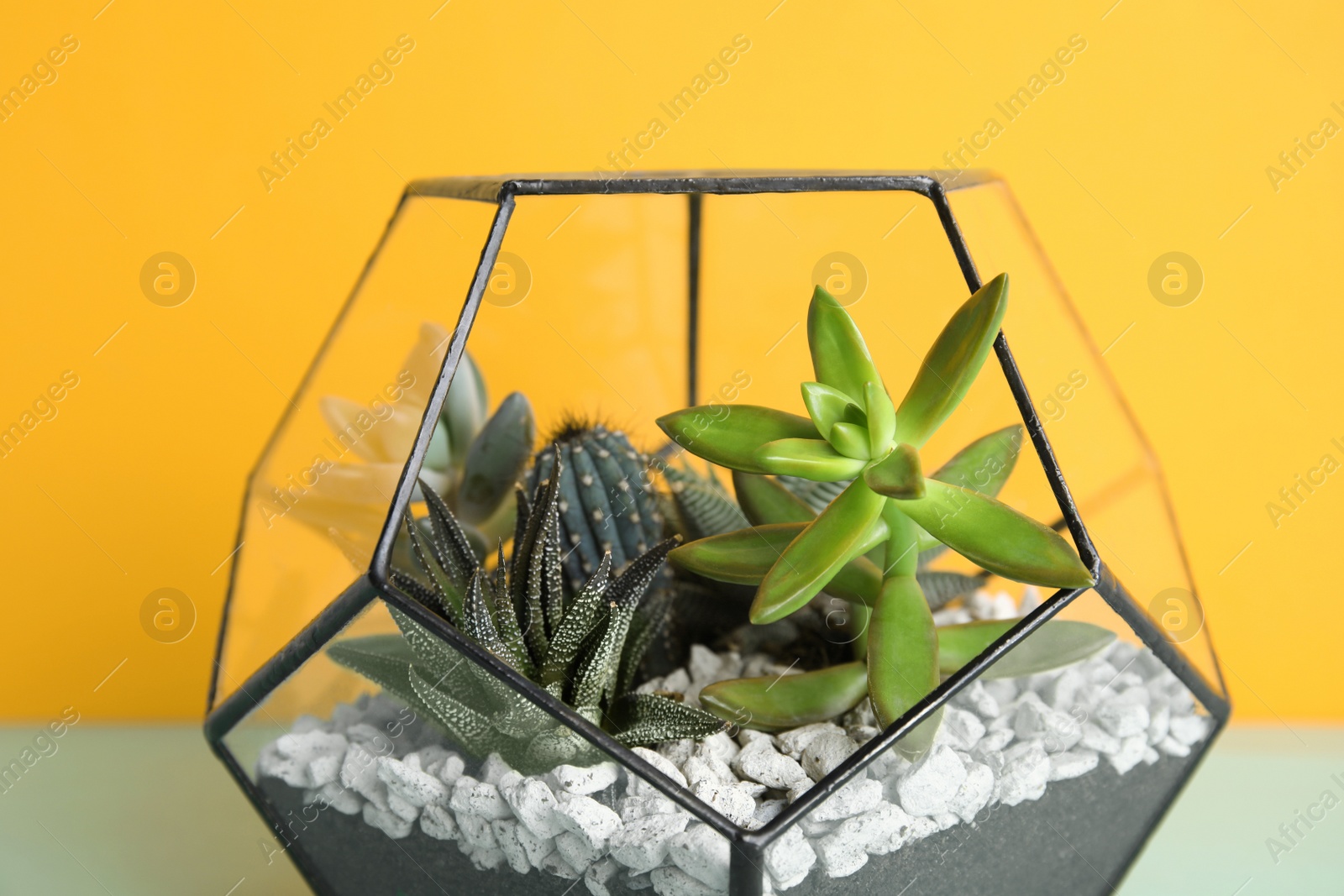 Photo of Glass florarium with different succulents on color background, closeup