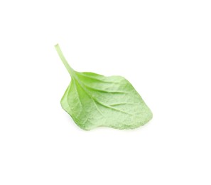 Photo of Aromatic green marjoram leaf isolated on white. Fresh herb