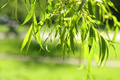 Photo of Beautiful willow tree with green leaves growing outdoors on sunny day, closeup