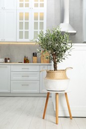 Photo of Beautiful potted olive tree on stool in stylish kitchen