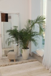 Photo of Beautiful green houseplant, mirror and ottoman near window indoors. Interior design