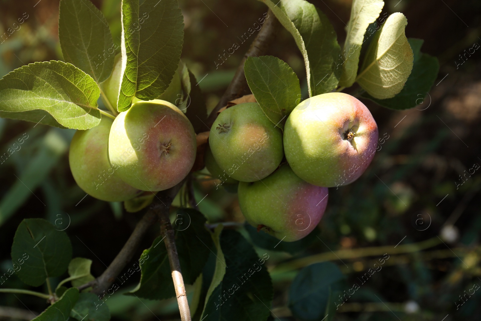 Photo of Apple tree with fresh and ripe fruits on sunny day, closeup