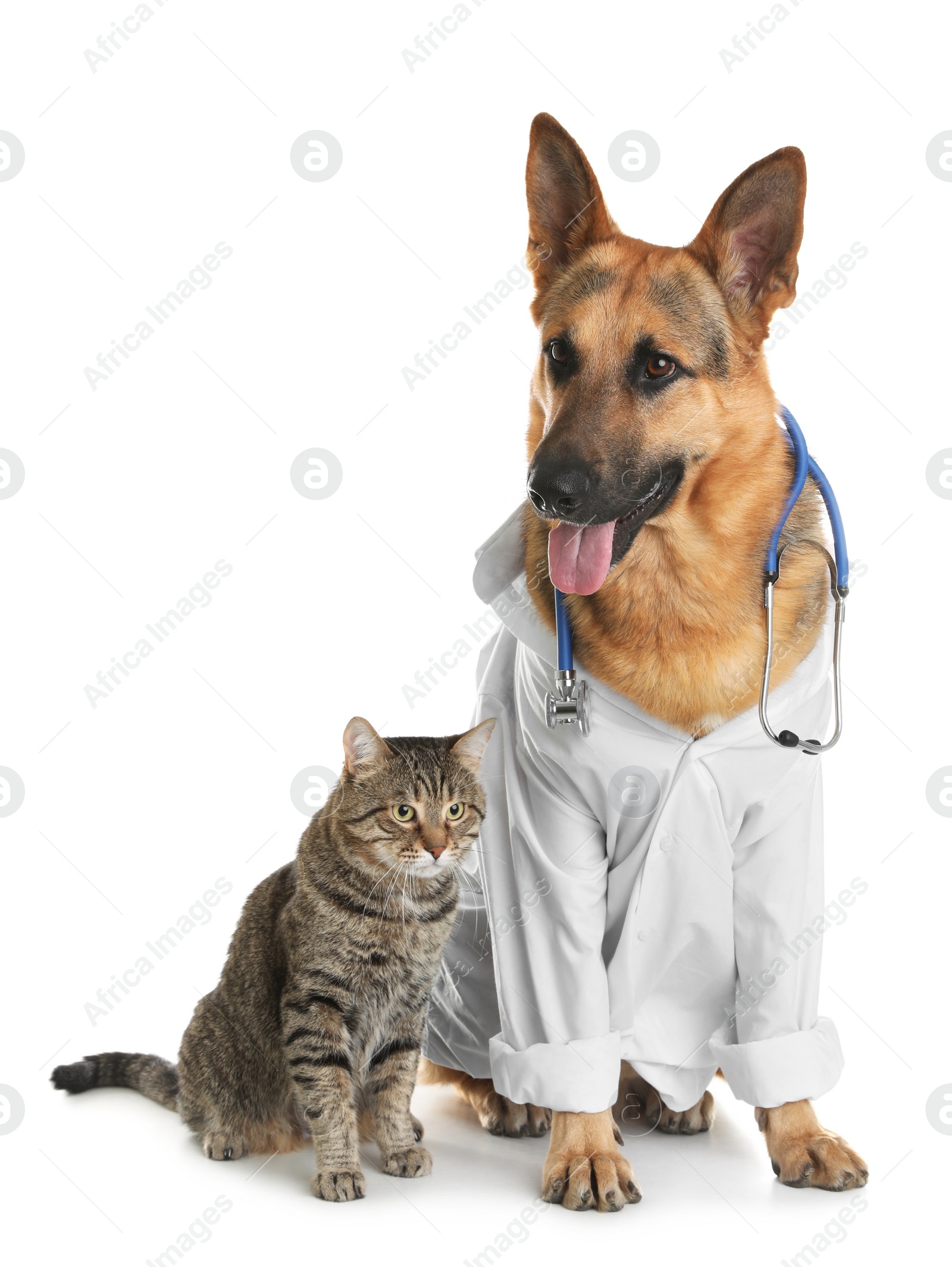 Photo of Cat and dog with stethoscope dressed as veterinarian on white background