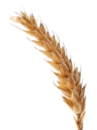 Photo of Dry ear of wheat isolated on white