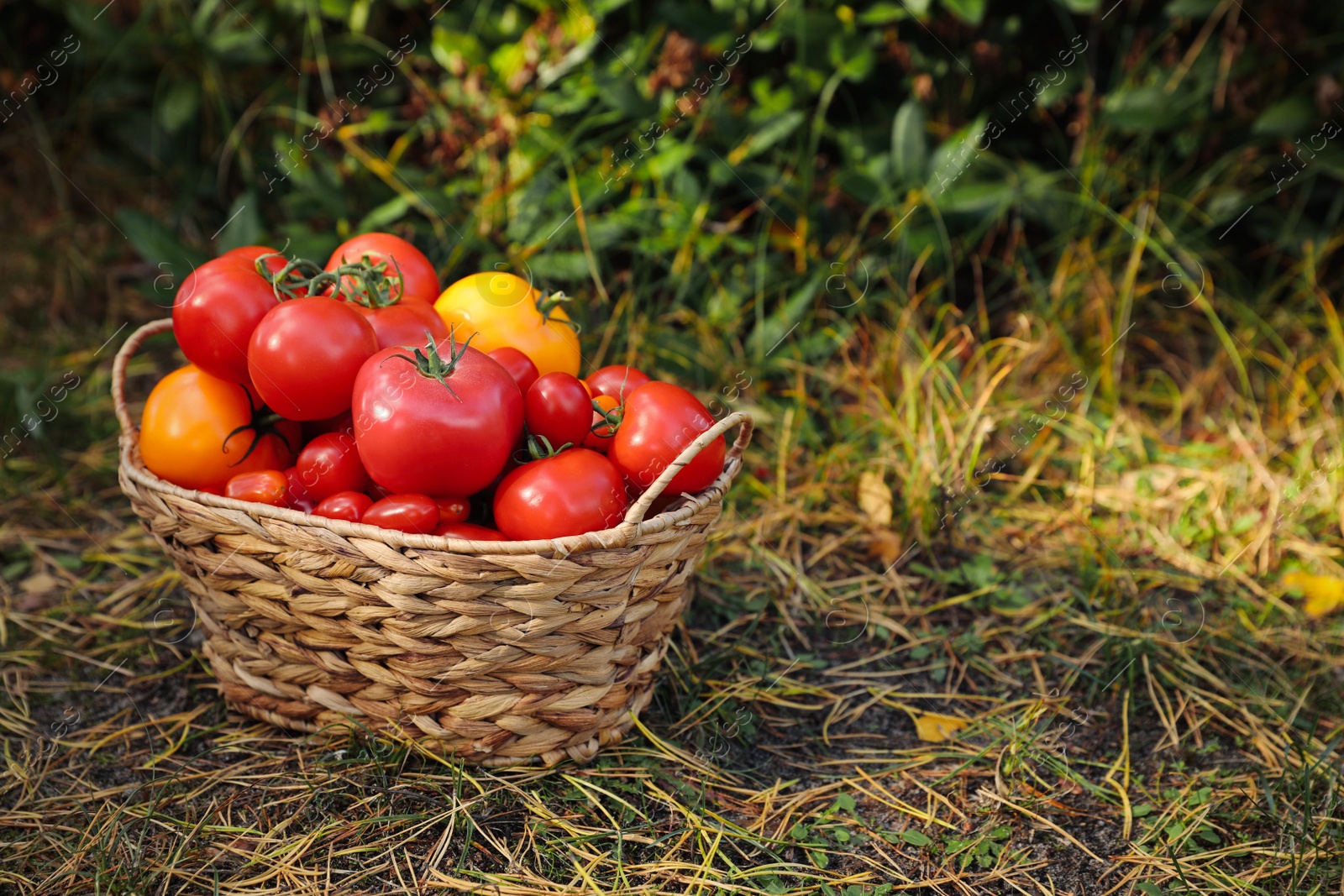 Photo of Wicker basket with fresh tomatoes on green grass outdoors. Space for text